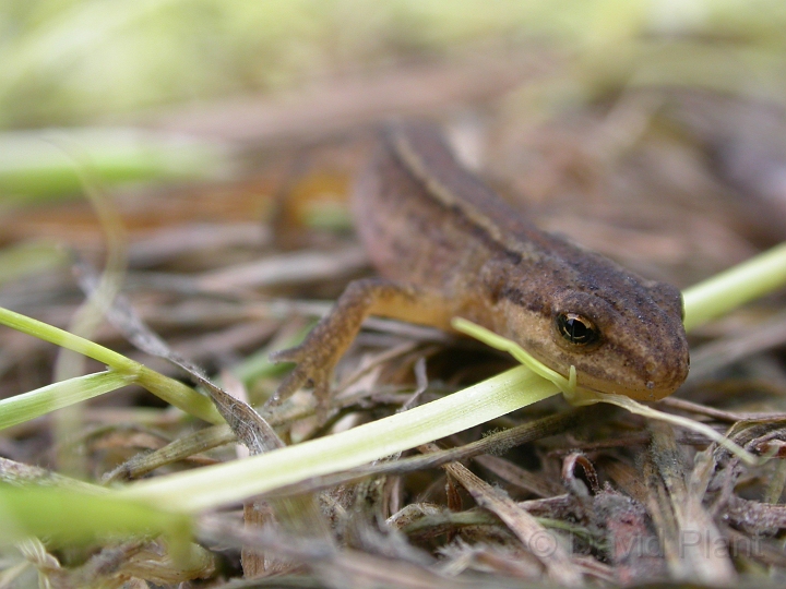 Smooth newt female - A.JPG - Smooth newt female - Dorset